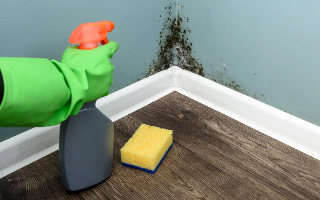 Identifying and Preventing Common Types of Mold in Redlands Homes