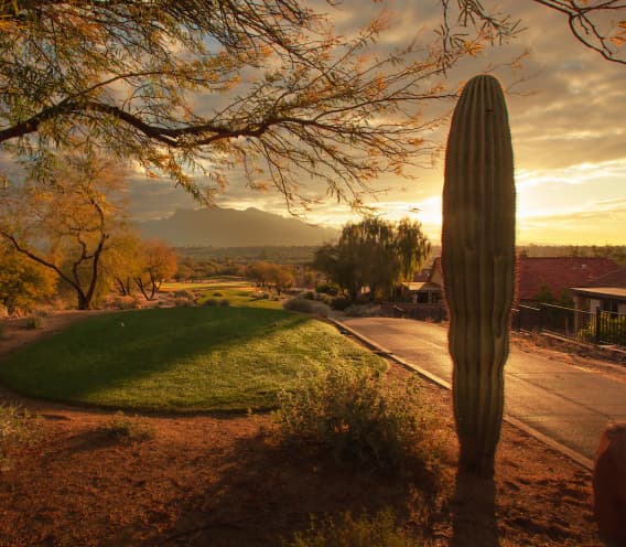 Tucson desert sunset