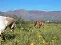 Horsesinpasture