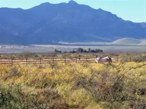 Horsesinpasture3