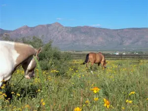 Horsesinpasture