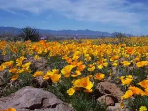wild flowers