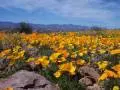 wild flowers