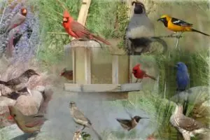 birdcollage