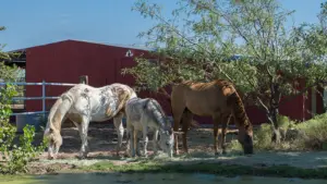 horses