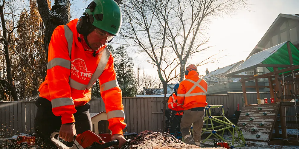 wight-tree-worker-cutting-tree