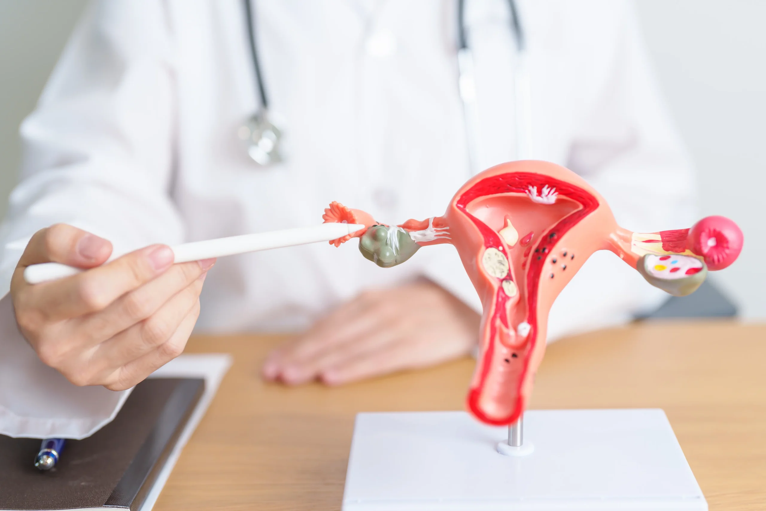 medical professional pointing to a uterus model in 2026 09 30 17 22 25 utc scaled