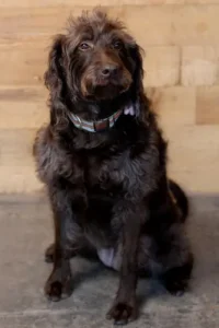 Bella G, Portland Construction & Restoration team member