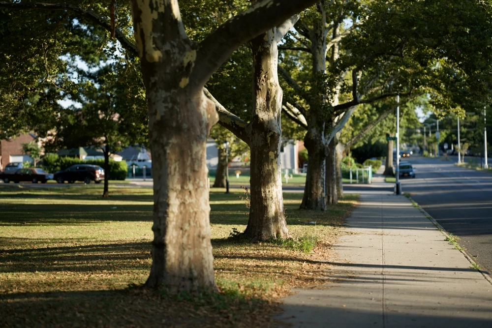 neighborhood street and trees