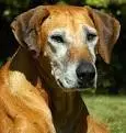 old dog
