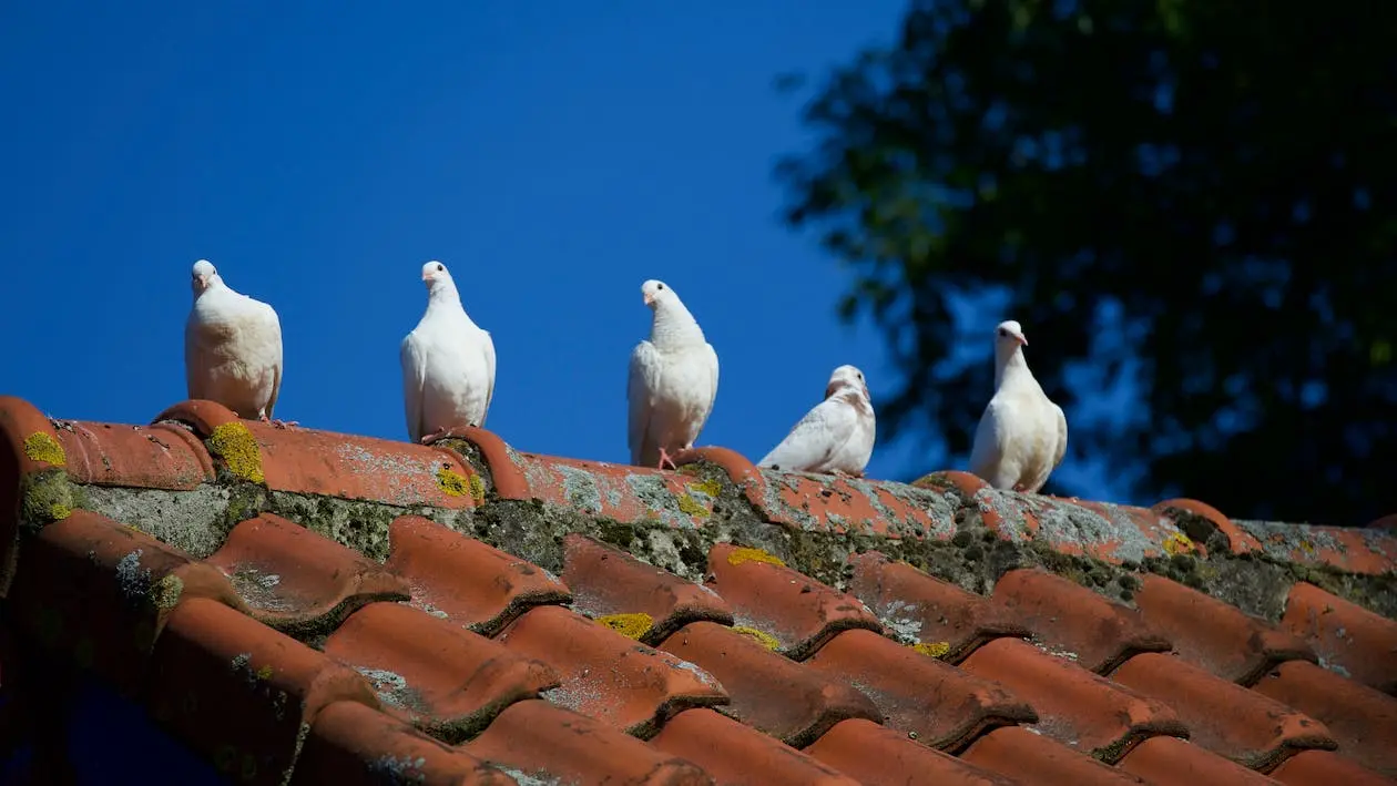 Pigeons on the moldy roof.