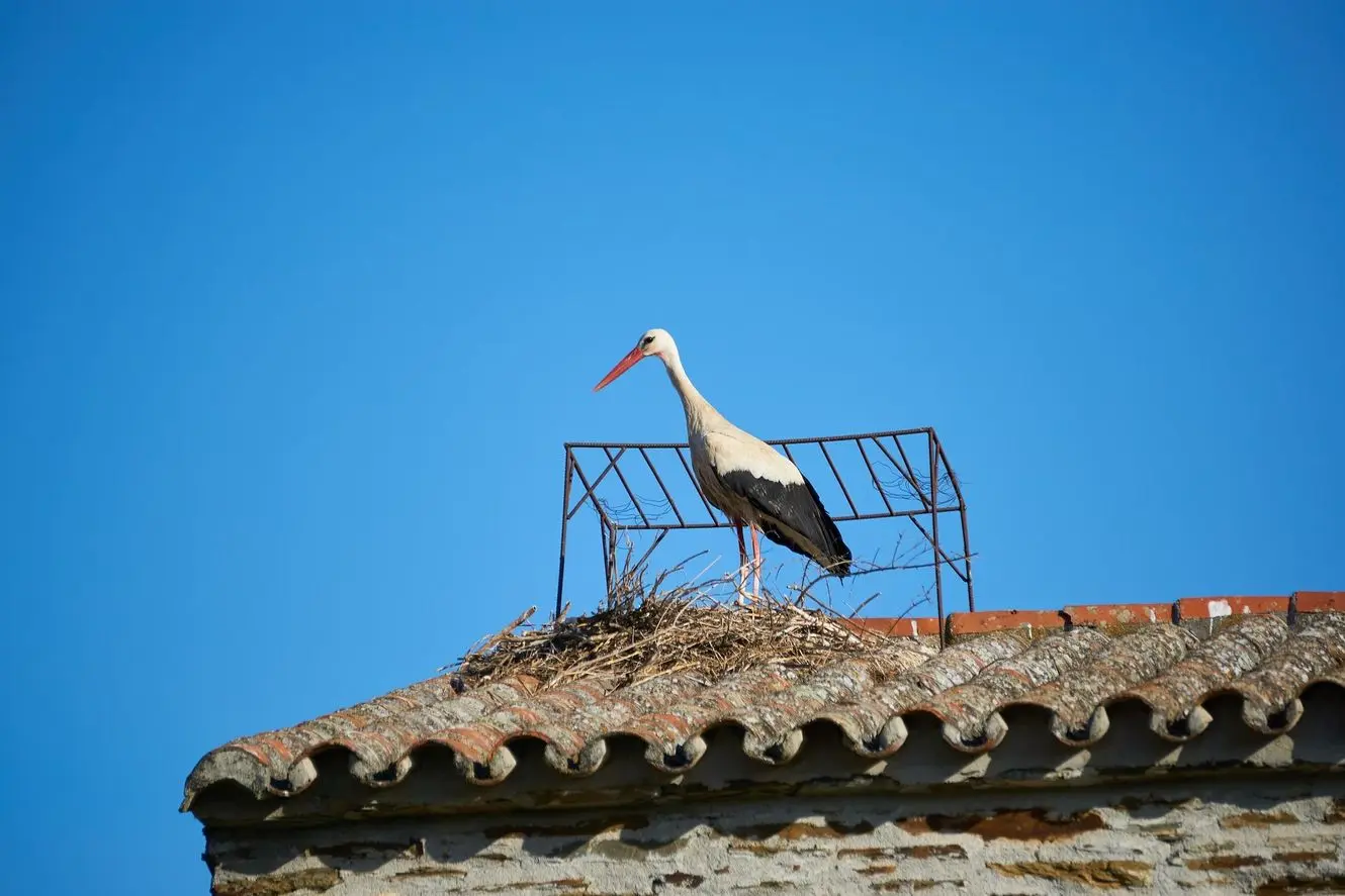 A bird standing in its nest on a roof.