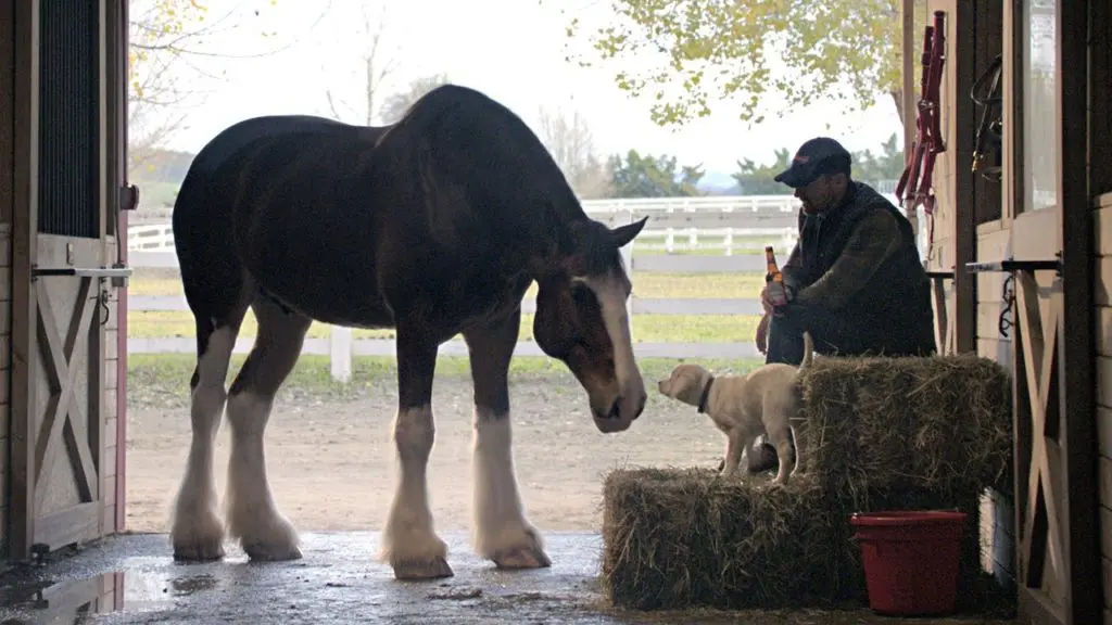 Budweiser Just Shared the Blueprint on How to Win on Social Media