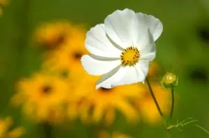 Does Nature Help With Depression | Honolulu Depression Treatment