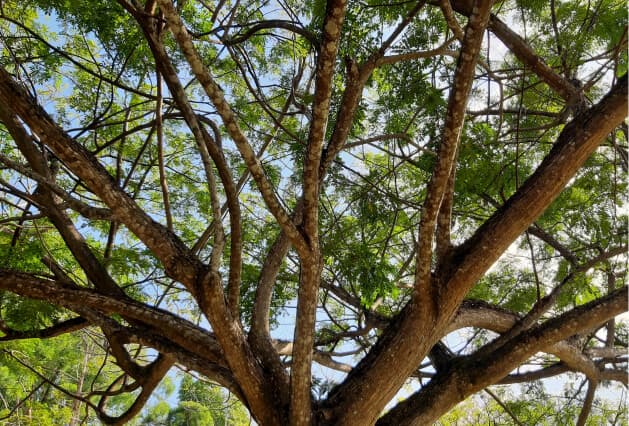 Mature tree with heavy branching limbs and dense foliage viewed from below against a bright sky.