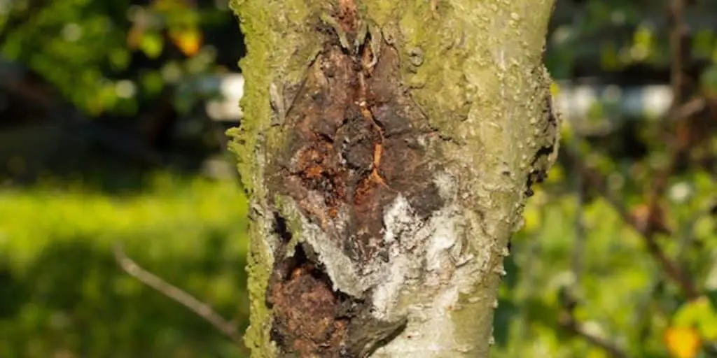 A close-up of a tree trunk showing a fungal canker and diseased bark.