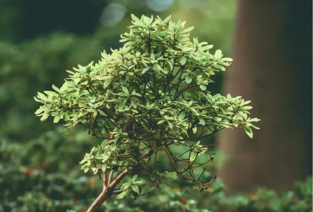 Declining Tree Health - Zazueta Tree Specialists - Zazueta Tree Specialists Small sparse shrub with light green foliage and bare lower branches showing signs of declining health.