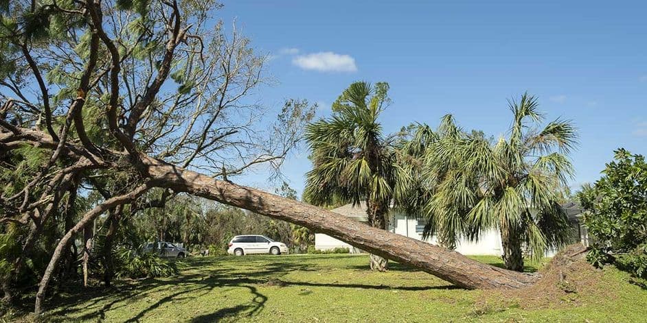 Large mature tree leaning severely over a grassy lawn with exposed roots near a residential property.
