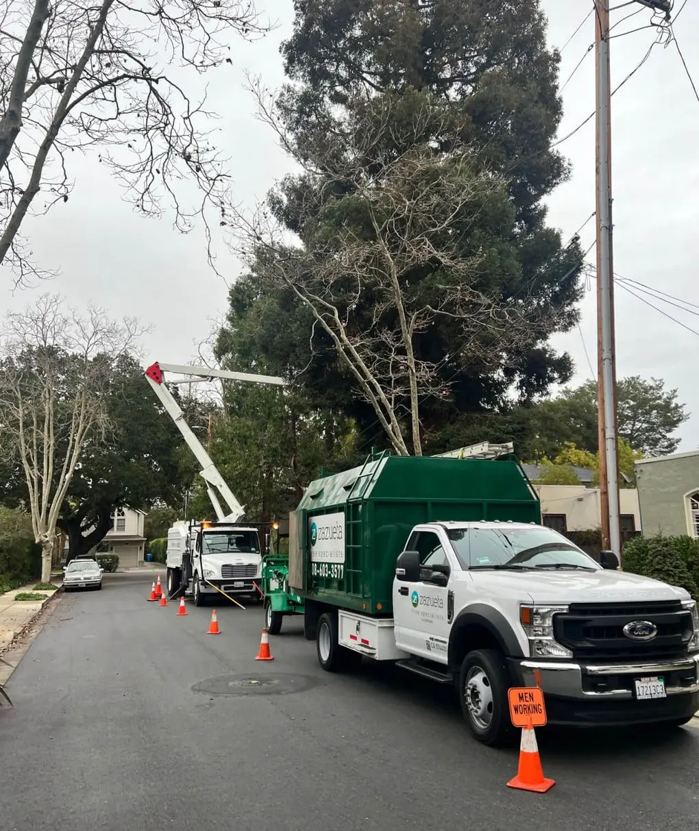 Professional Tree Services - Zazueta Tree Specialists - Zazueta Tree Specialists Zazueta Tree Specialists vehicles parked along a residential street beneath mature trees during tree service work in San Jose, CA.
