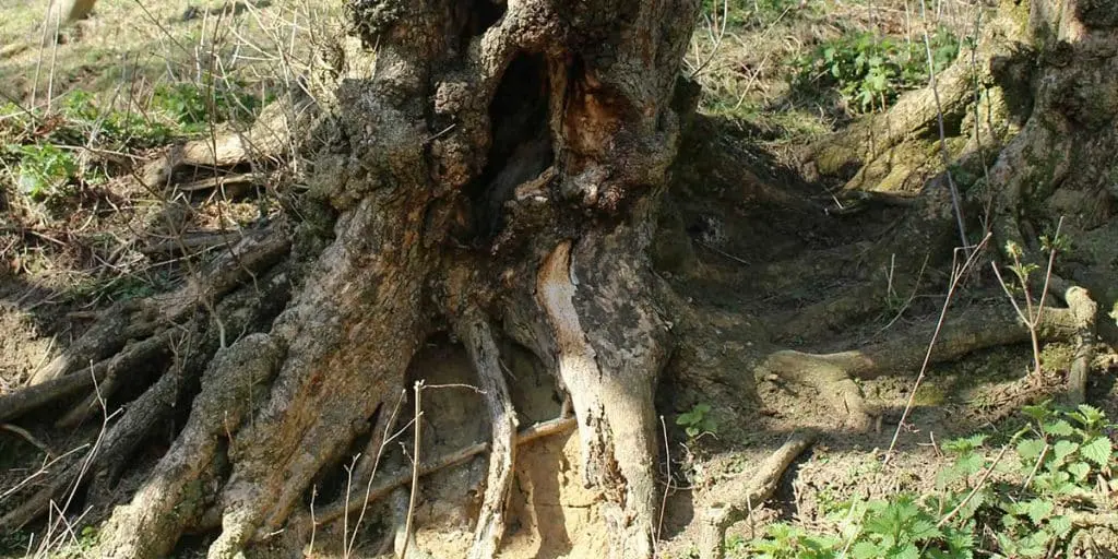 Early Signs of Root Rot in Trees - Zazueta Tree Specialists - Zazueta Tree Specialists A close-up of a decaying tree base with a hollow cavity and exposed roots.