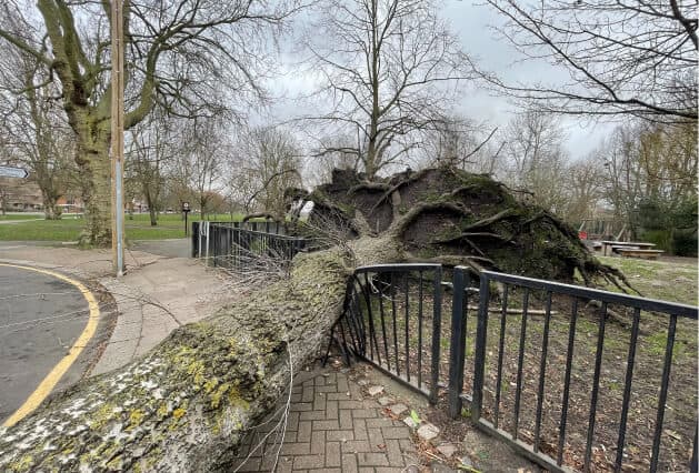 : Large uprooted tree lying across a paved sidewalk and crushing a metal fence in a public park.