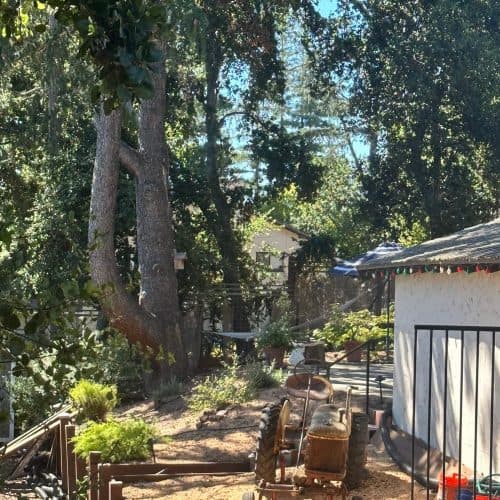 Tree Maintenance in San Jose CA Residential backyard with mature trees, a patio, and landscaping equipment near a white building in San Jose, CA.