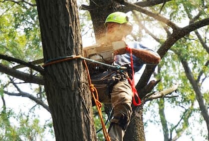 tree maintenance san jose