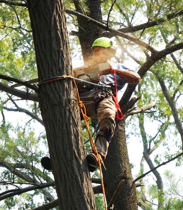 tree service being done in Bay Area