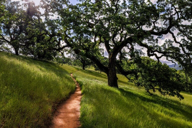 Winding dirt trail through a lush grassy hillside shaded by large, sprawling mature oak trees.