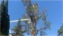 Zazueta Tree Specialists place picture
