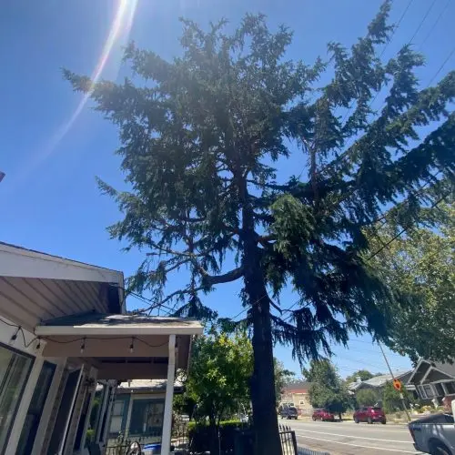 Bay Area Tree Maintenance : Tall evergreen tree standing beside a residential home under a bright blue sky in San Jose, CA.