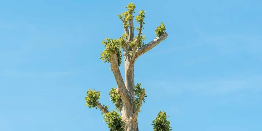 Heavily topped tree with thick pruned branch stubs and sparse new shoots against a clear blue sky.