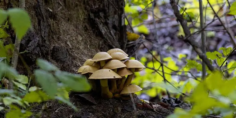 Mushrooms Growing at Tree Base - Zazueta Tree Specialists Cluster of light brown mushrooms growing densely around the base of a dark tree trunk surrounded by forest foliage.