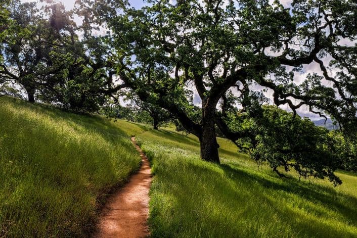 Winding dirt trail through a lush grassy hillside shaded by large, sprawling mature oak trees.