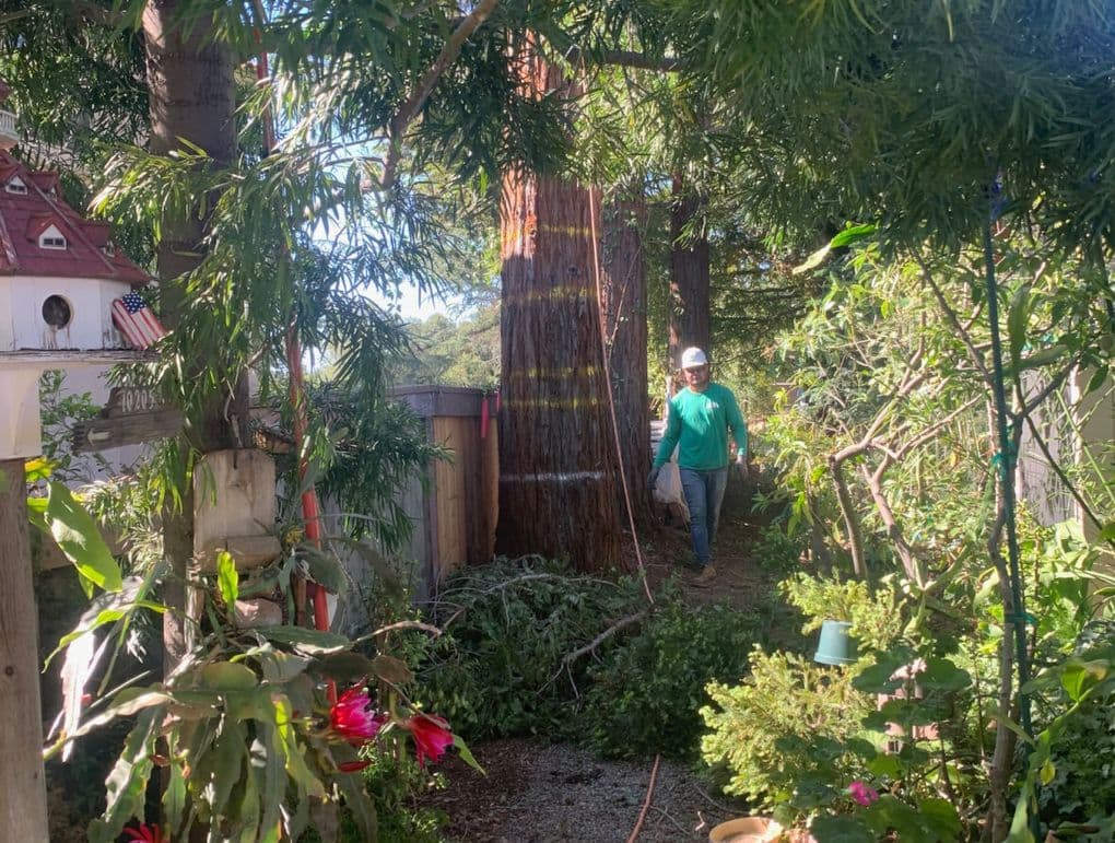 Professional Tree Care Services - Zazueta Tree Specialists - Zazueta Tree Specialists Zazueta Tree Specialists crew member working alongside a massive conifer, using rigging lines to safely section and remove the tree.