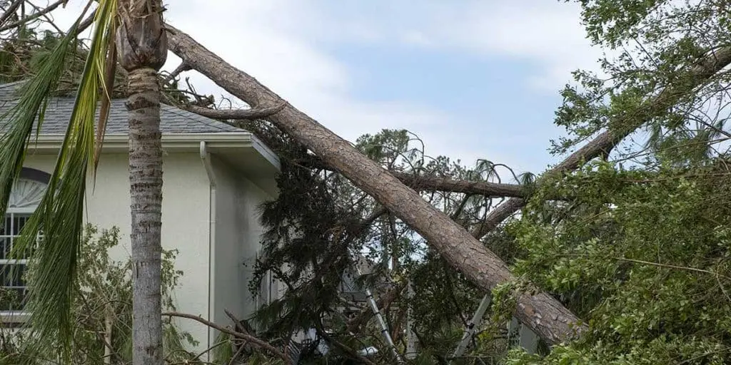 Storm-Damaged Trees and Property - Zazueta Tree Specialists - Zazueta Tree Specialists Large fallen tree resting heavily across the roof of a residential house after severe storm damage.