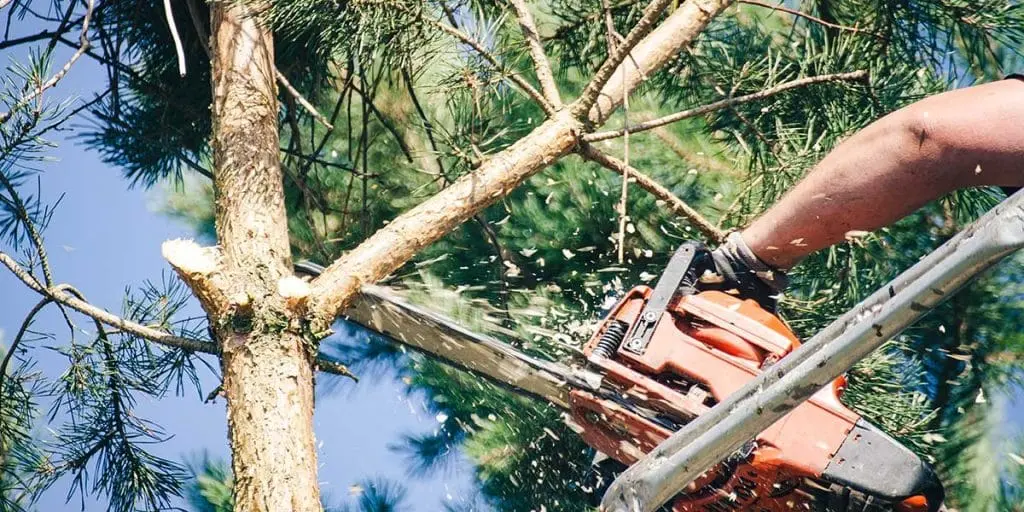 Differences Between Tree Trimming and Pruning - Zazueta Tree Specialists - Zazueta Tree Specialists A close-up of a chainsaw cutting a branch from a pine tree with wood chips flying.