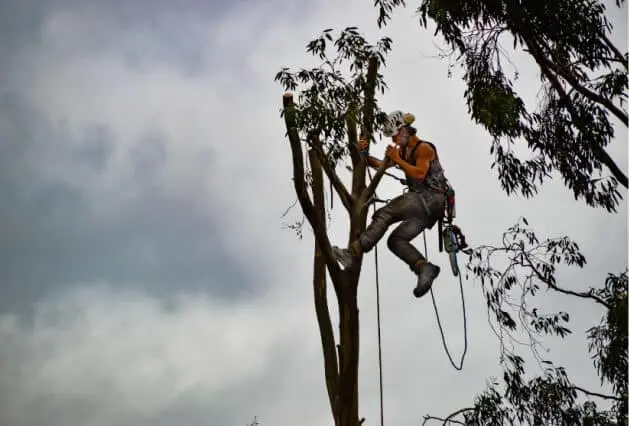 Tree Trimming and Maintenance San Jose CA - Zazueta Tree Specialists - Zazueta Tree Specialists Zazueta Tree Specialists arborist wearing safety gear while trimming branches high in a mature tree.