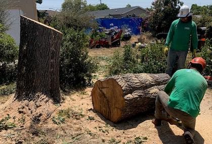 tree removal san jose