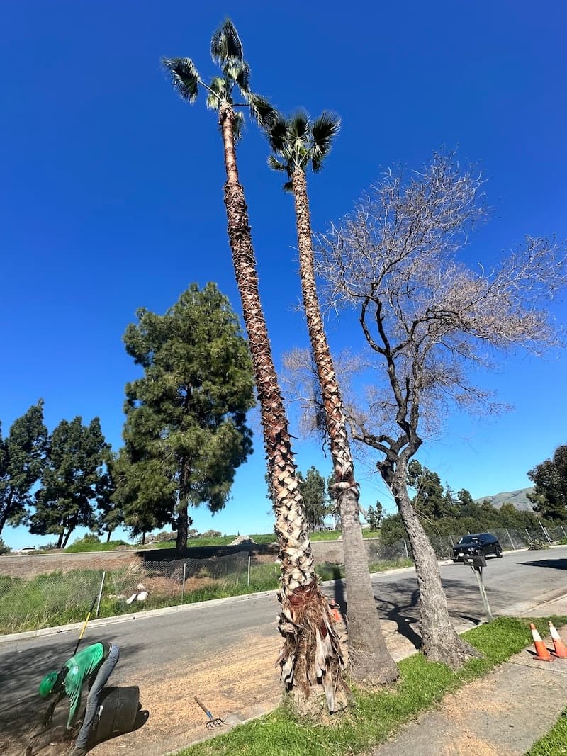Professional tree service worker cleaning up wood chips and debris after a stump grinding project along a residential street in Fremont, CA