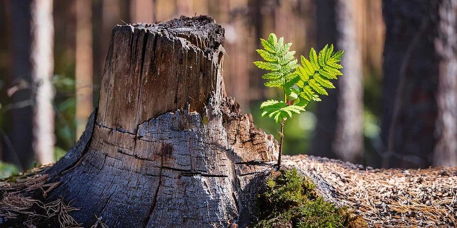 A small green sapling growing from the side of a weathered tree stump in a forest.