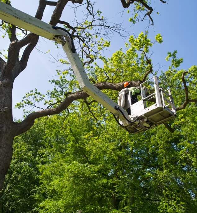 A worker from Zazueta Tree Specialists performs tree trimming in San Jose, CA, from an elevated aerial lift.