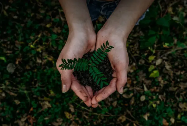 Person gently holding a young seedling in soil.