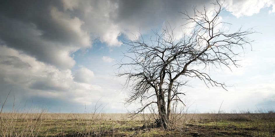 A lone dead tree with bare branches standing in a sparse field under a cloudy sky.