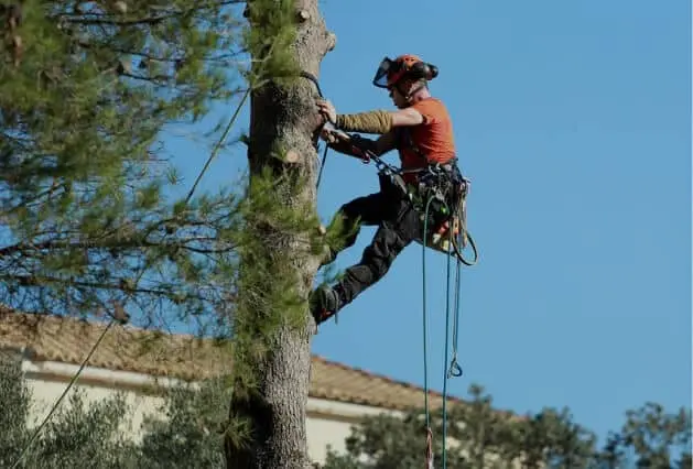 An arborist from Zazueta Tree Specialists climbing a tall pine tree during a professional site assessment.