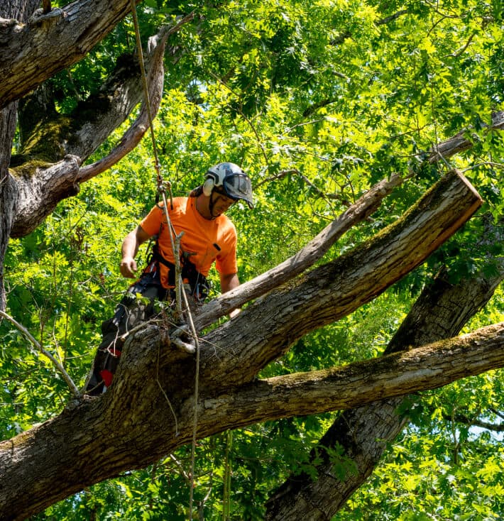 Professional tree service worker in an orange shirt and safety helmet navigating the branches of a mature tree during tree removal project.