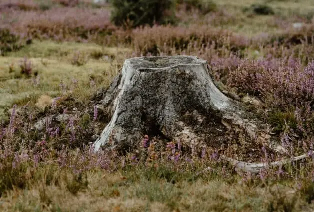 Bay Area California Stump Grinding - Zazueta Tree Specialists - Zazueta Tree Specialists Weathered tree stump surrounded by purple flowering heather and grass following stump grinding by Zazueta Tree Specialists.