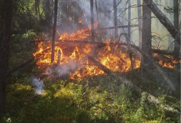 Wildfire Disaster Response - Zazueta Tree Specialists - Zazueta Tree Specialists Active wildfire burning through trees and brush in a dense forest, producing flames and heavy smoke.