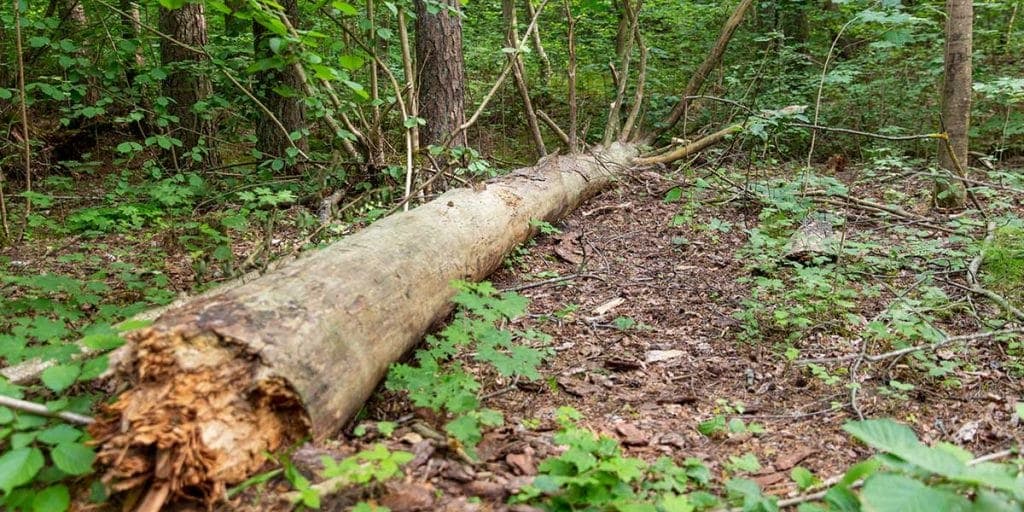 Fallen mature tree trunk resting on a wooded forest floor among green vegetation and scattered branches.