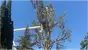 Zazueta Tree Specialists place picture